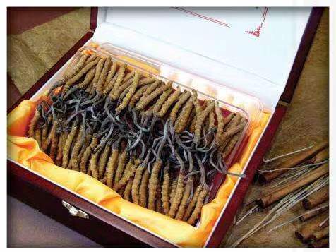 涿鹿冬虫夏草回收